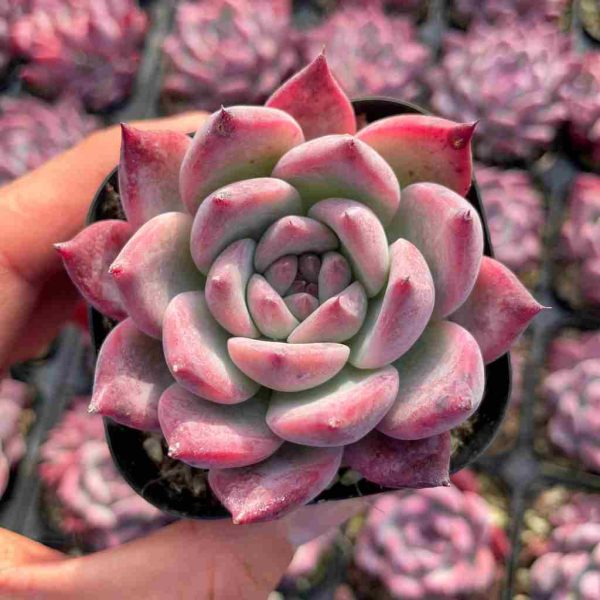 Echeveria Diamond Calarata - Image 3