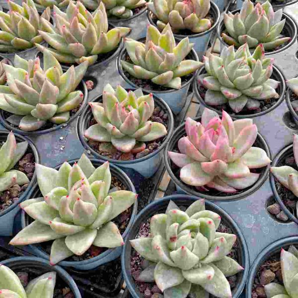 Echeveria Saint Louis - Image 6