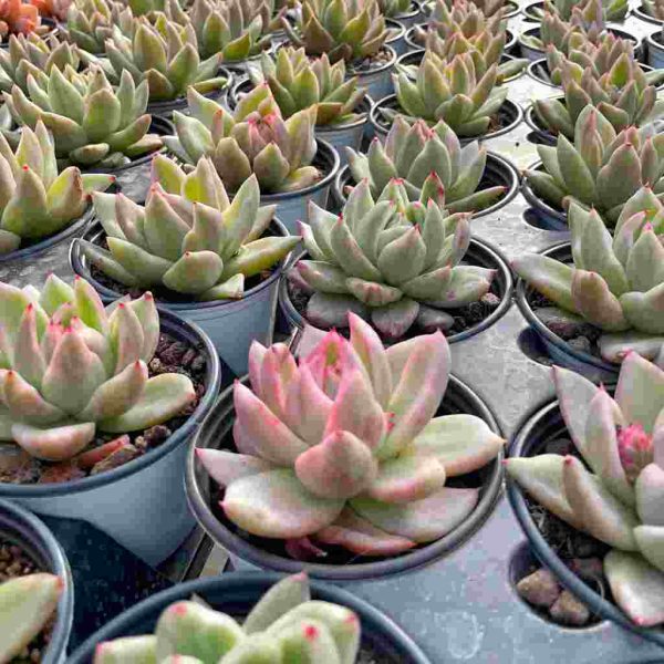 Echeveria Saint Louis - Image 5