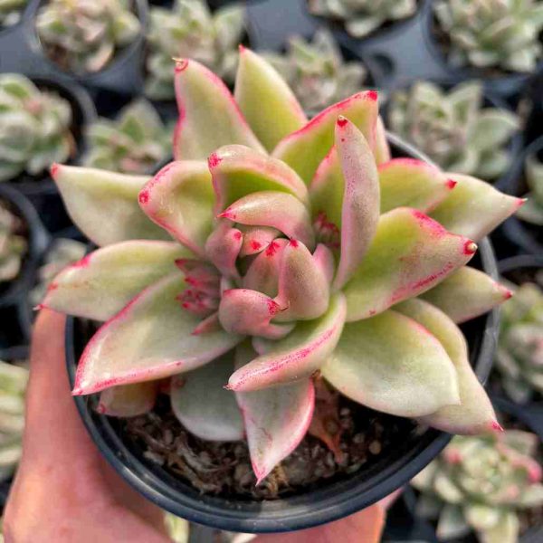 Echeveria Saint Louis - Image 3