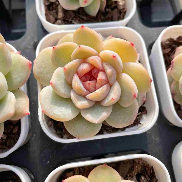 Echeveria Baize - Image 4