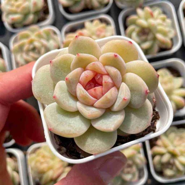 Echeveria Baize - Image 3