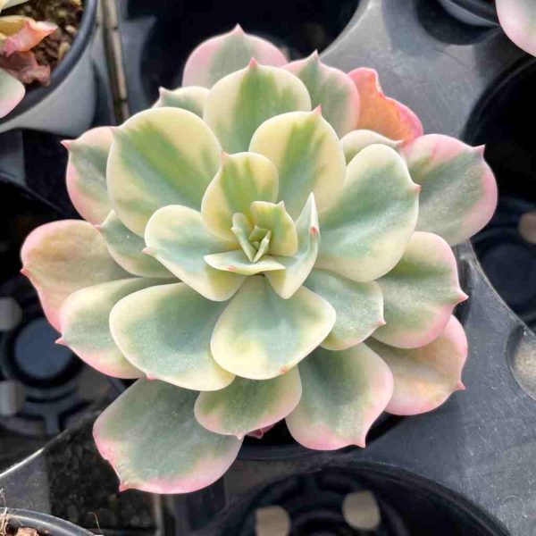 Echeveria Imbricata Var. - Image 4