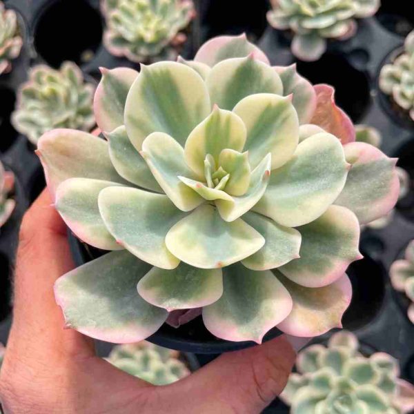 Echeveria Imbricata Var. - Image 3