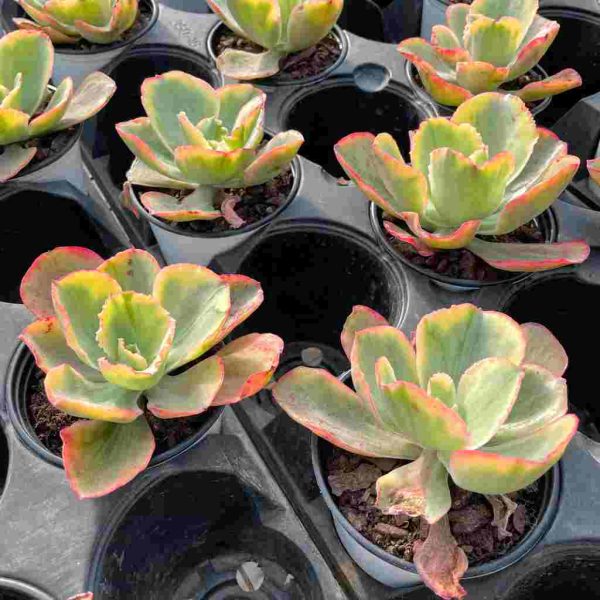 Echeveria Tornado - Image 5