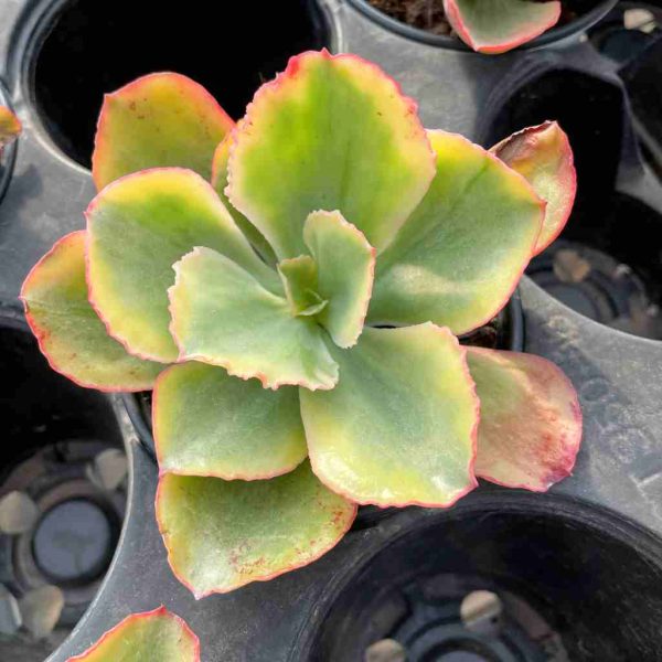 Echeveria Tornado - Image 4