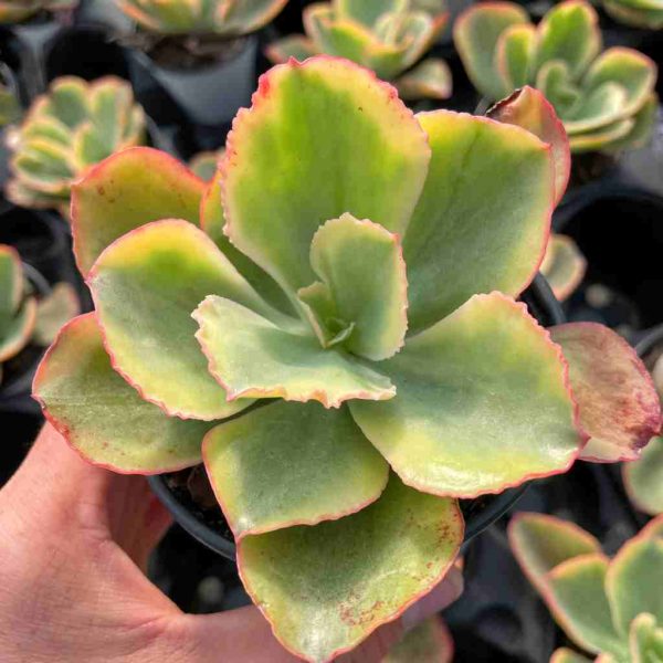 Echeveria Tornado - Image 6