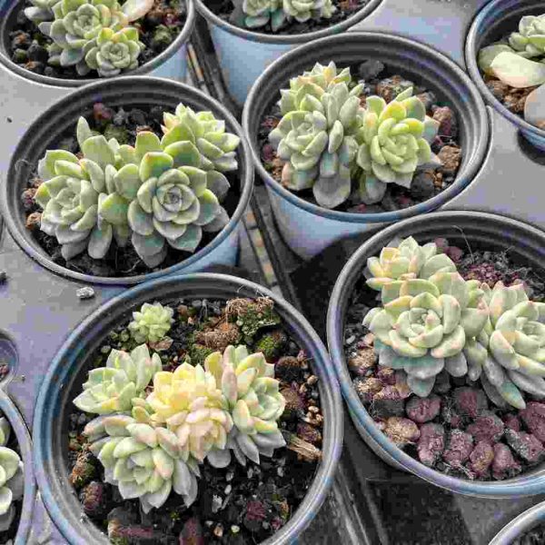 Echeveria Pink puppets - Image 5