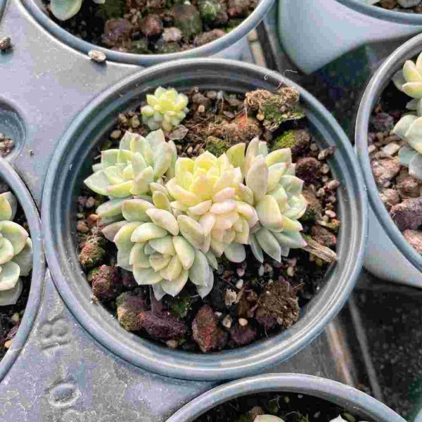 Echeveria Pink puppets - Image 4