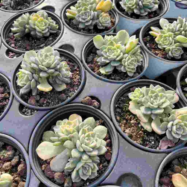 Echeveria Pink puppets - Image 6