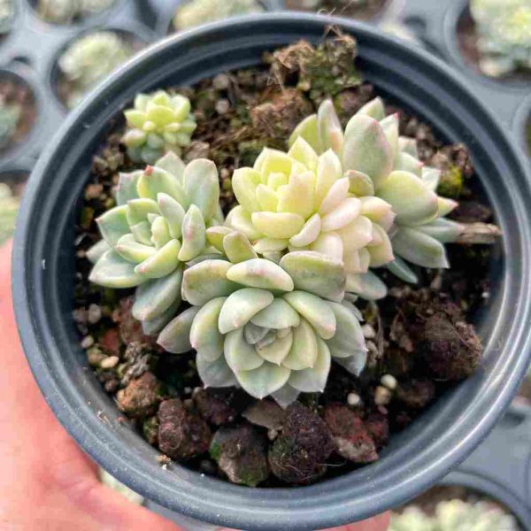 Echeveria Pink puppets - Image 3