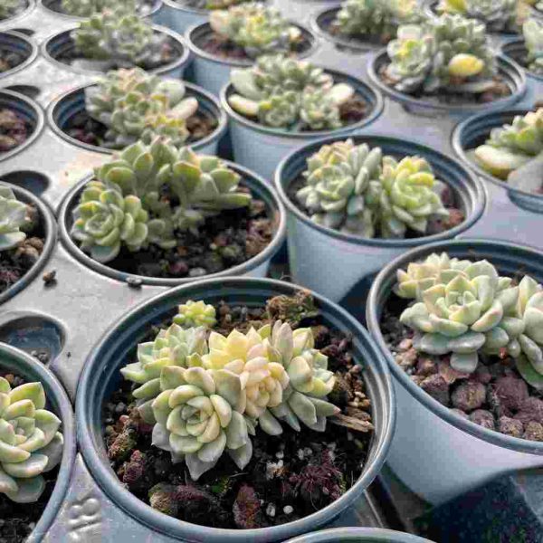 Echeveria Pink puppets - Image 7