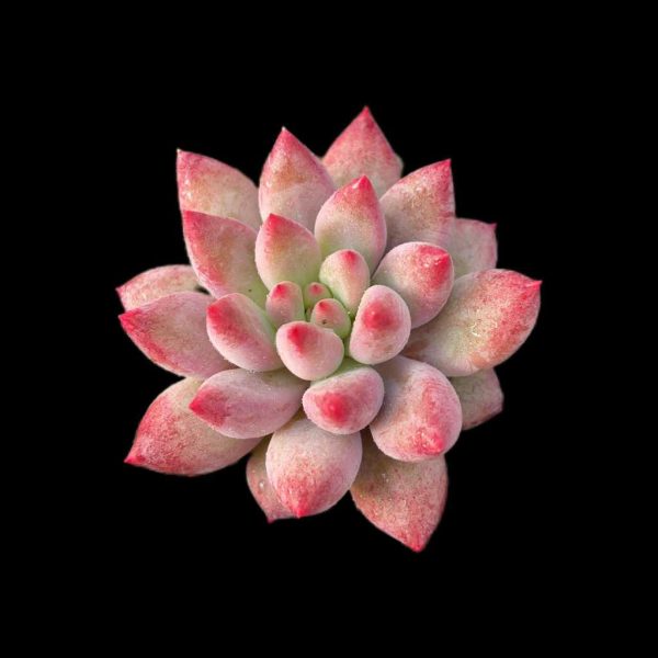 Echeveria Goldfish Hime - Image 2