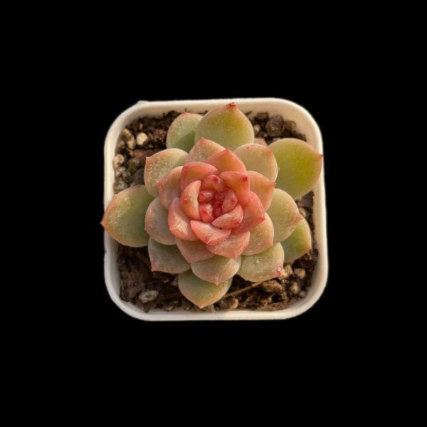 Echeveria Yunduo - Image 2