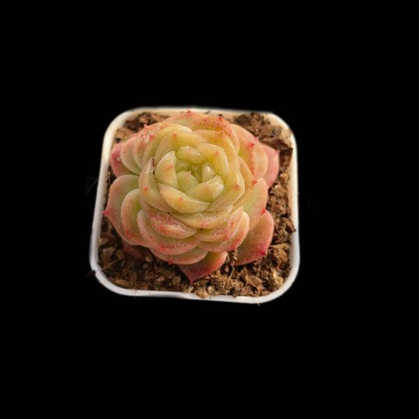 Echeveria Daiquiri - Image 2