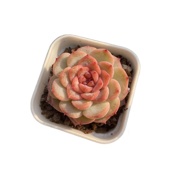 Echeveria Weixun