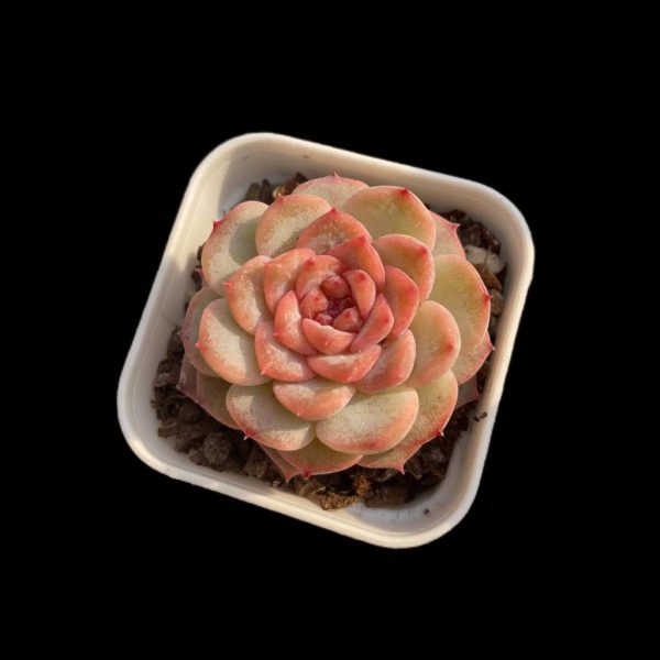 Echeveria Weixun - Image 2