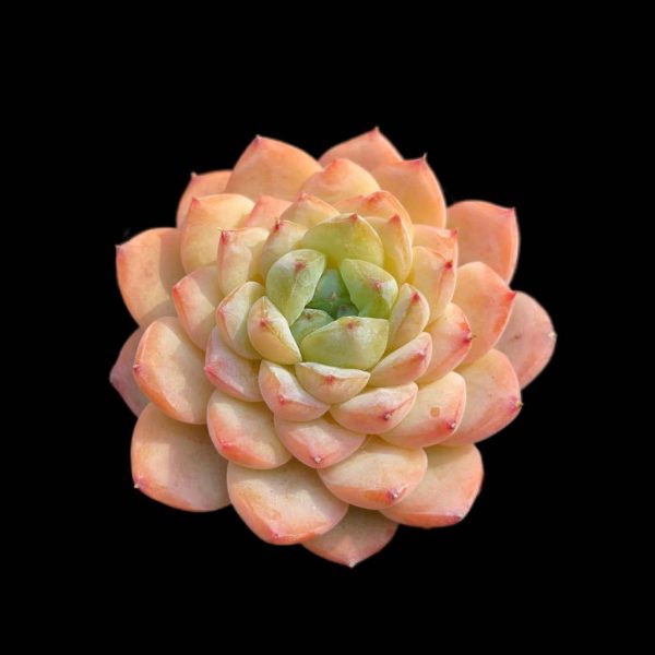 Echeveria Ice grapes - Image 2