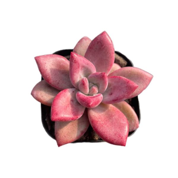 Echeveria yangmi