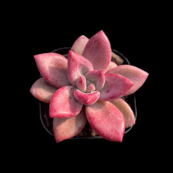 Echeveria yangmi - Image 2