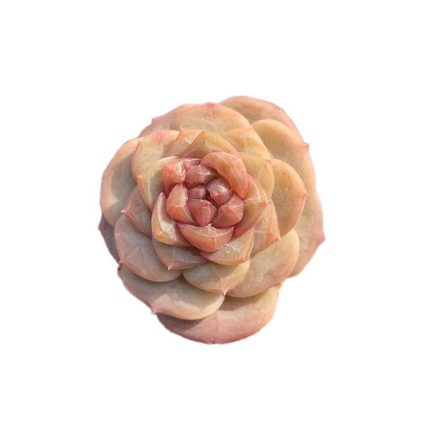 Echeveria Strawberry Bobo