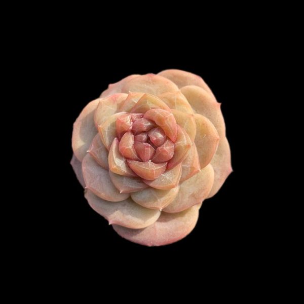 Echeveria Strawberry Bobo - Image 2