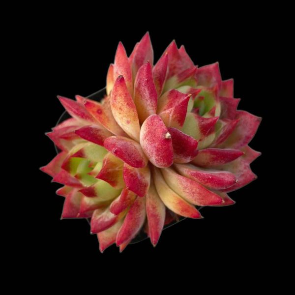 Echeveria Helena - Image 2