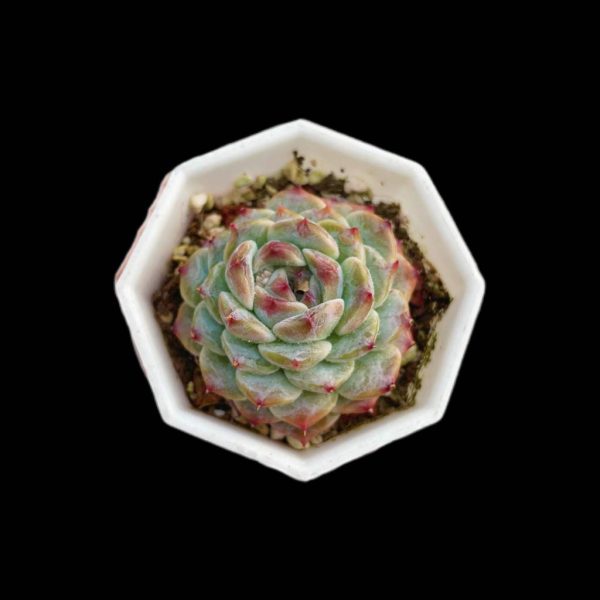 Echeveria Kohinoor - Image 2