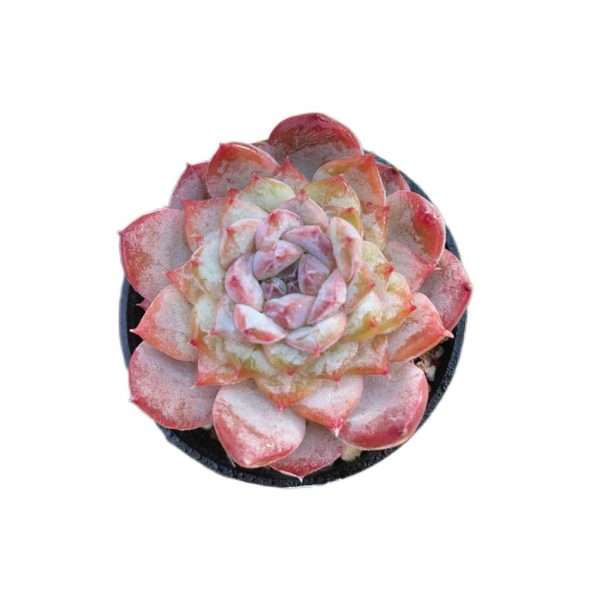 Echeveria Glazed Calyx