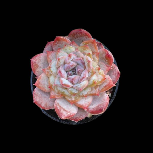 Echeveria Glazed Calyx - Image 2