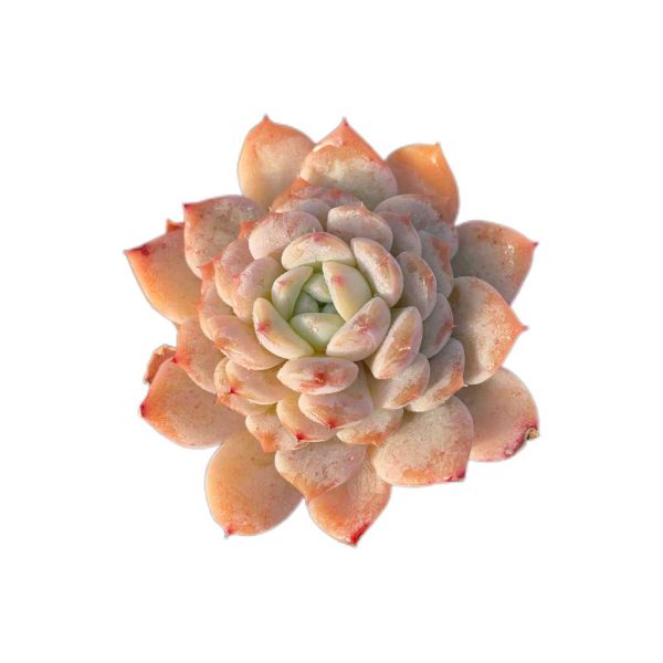 Echeveria Bingxi