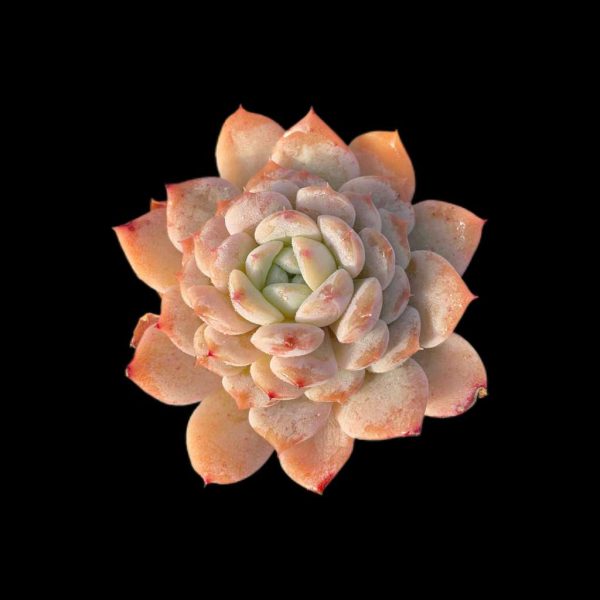 Echeveria Bingxi - Image 2