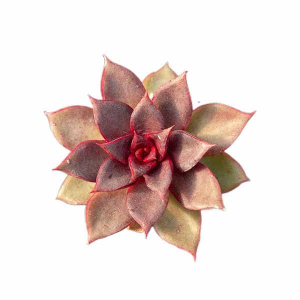 Echeveria Red Rose