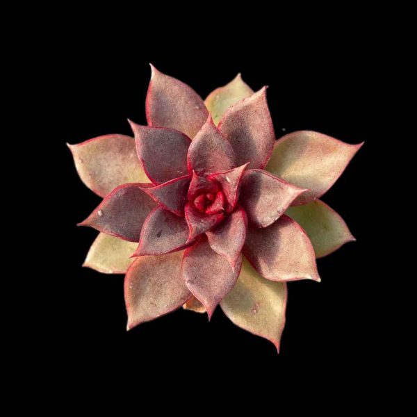 Echeveria Red Rose - Image 2