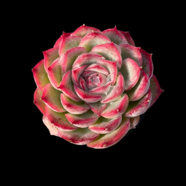 Echeveria 'silhouette' - Image 2