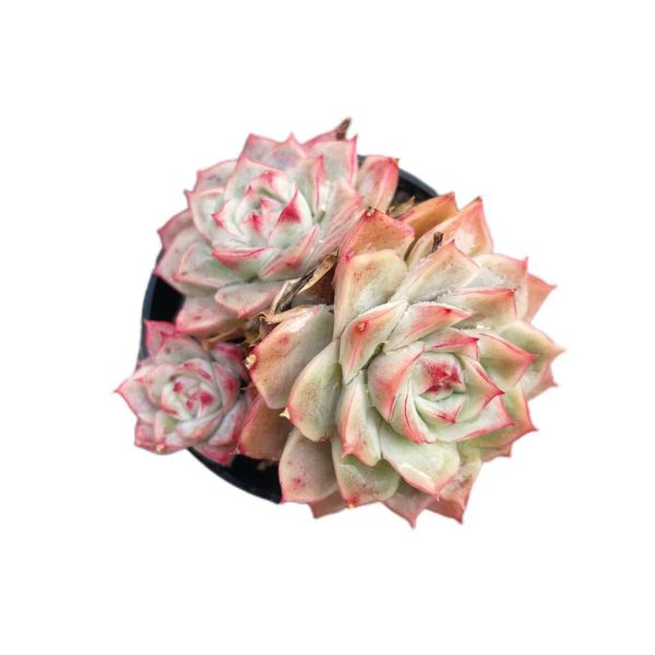 Echeveria Joe