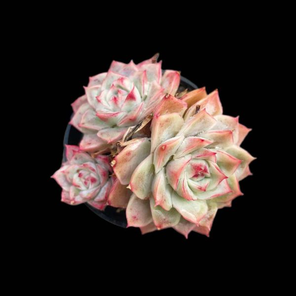 Echeveria Joe - Image 2