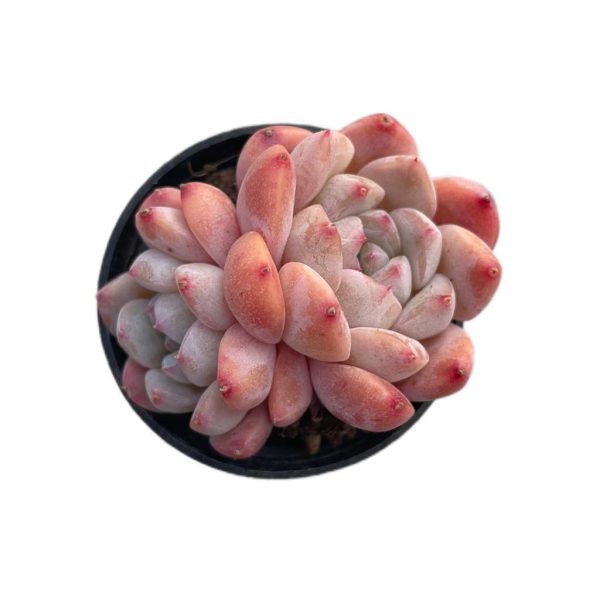 Echeveria Huangmeng