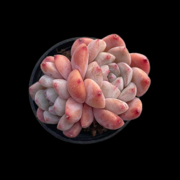 Echeveria Huangmeng - Image 2