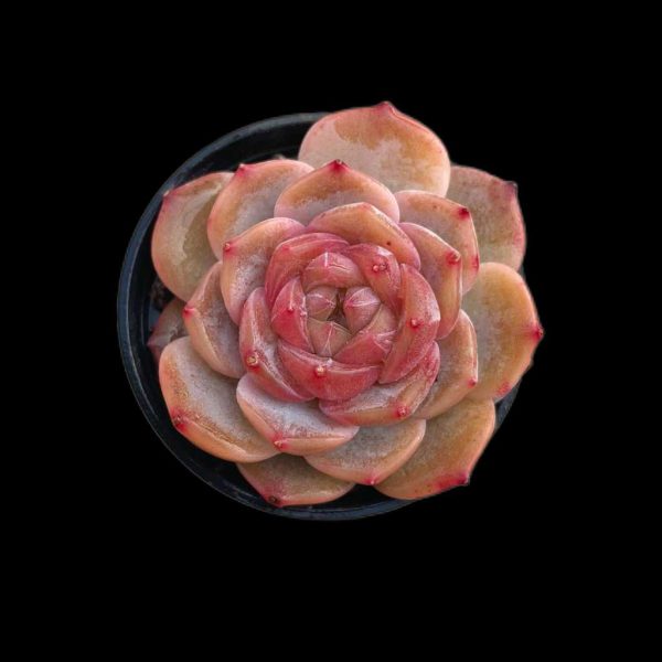 Echeveria Snow Lutos - Image 2