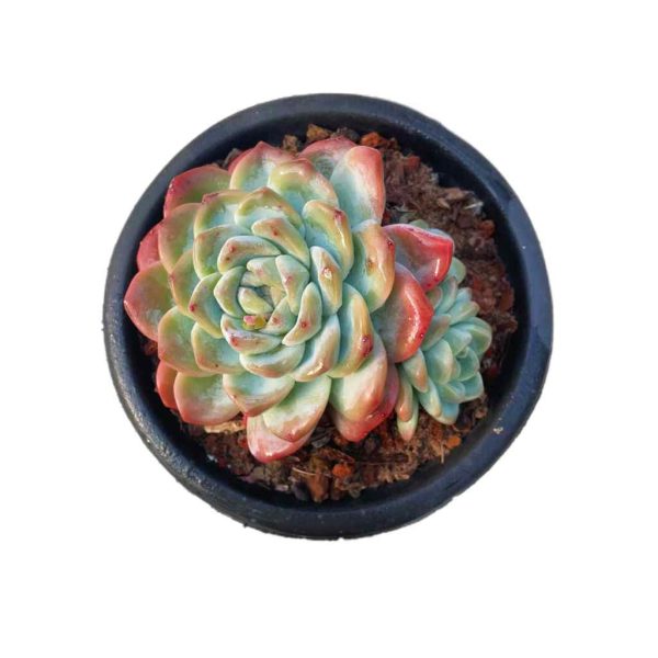 Echeveria Ice Green