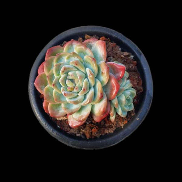 Echeveria Ice Green - Image 2