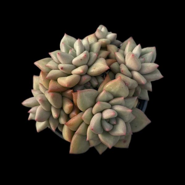 Echeveria cv.J.C.Van Keppel - Image 2