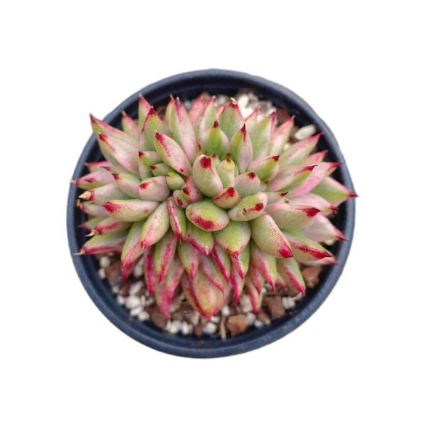 Echeveria AK Soul Crastata Var.