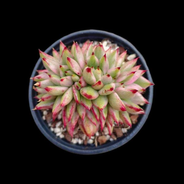 Echeveria AK Soul Crastata Var. - Image 2