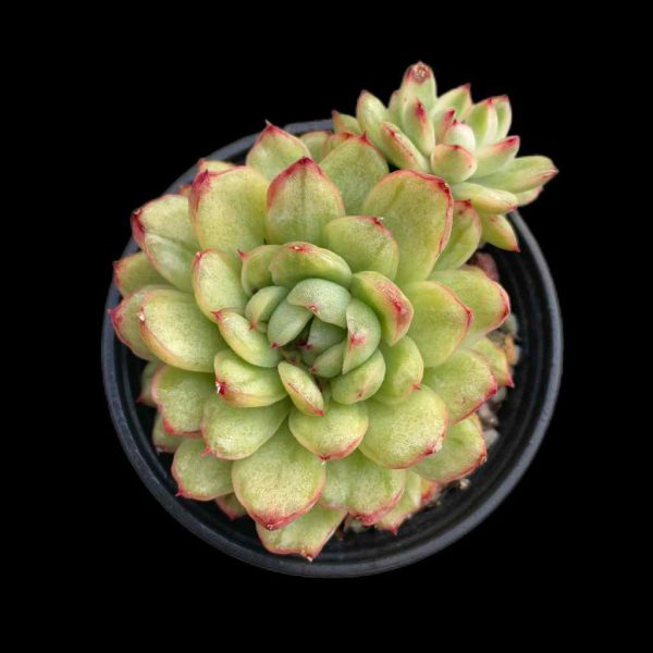 Echeveria Ice Angel Var. - Image 2