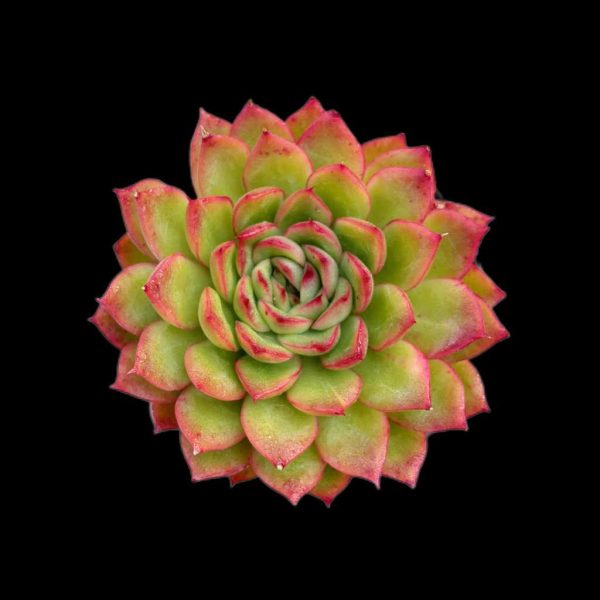 Echeveria Ice Age - Image 2