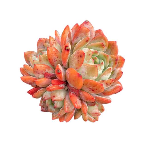 Echeveria Celebrity