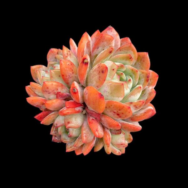 Echeveria Celebrity - Image 2