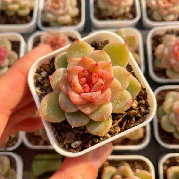 Echeveria Yunduo - Image 3